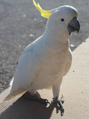 cockatoo-282510_640